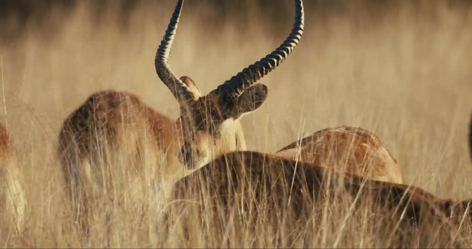 A herd of antelope graze in a savanna