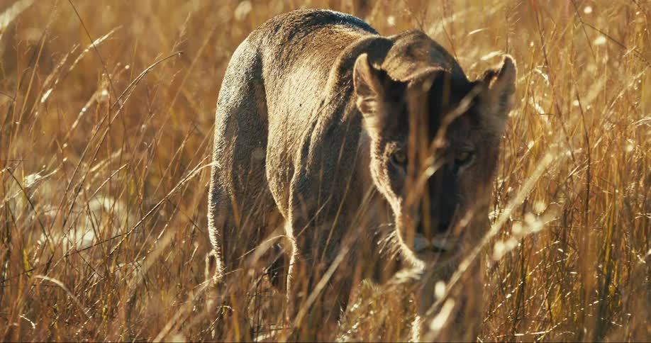 Two young lions walking among reeds in the jungle