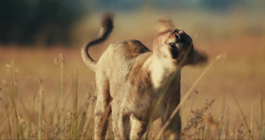 Young lion with blood on his face walking in the jungle