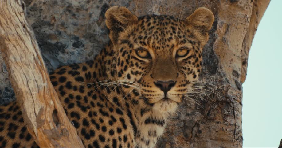 Leopard resting in a tree and staring