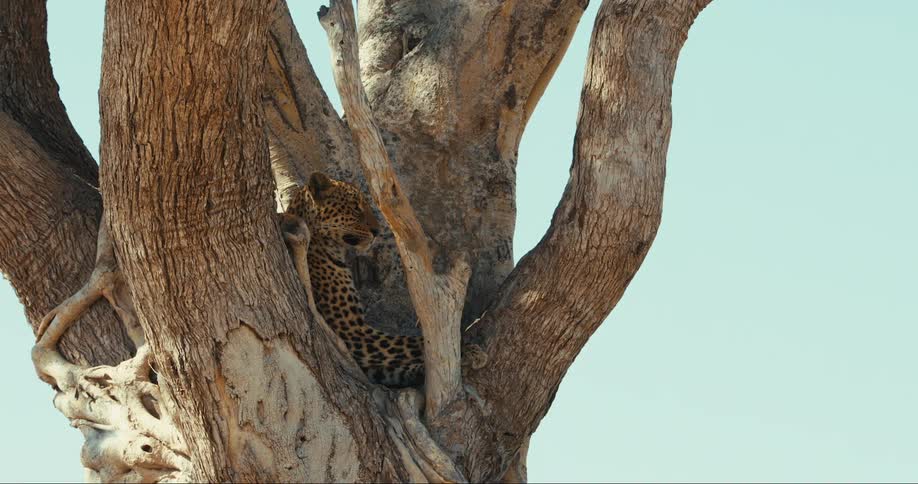 Leopard sleeping in a tree