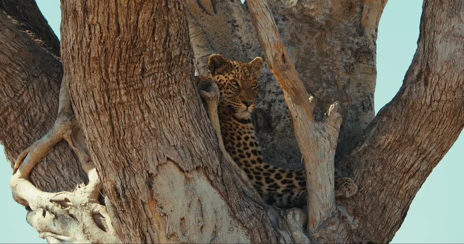 Leopard lying down resting in a tree and watching