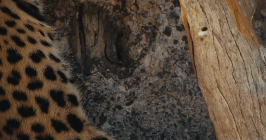 Leopard lying on a tree trunk
