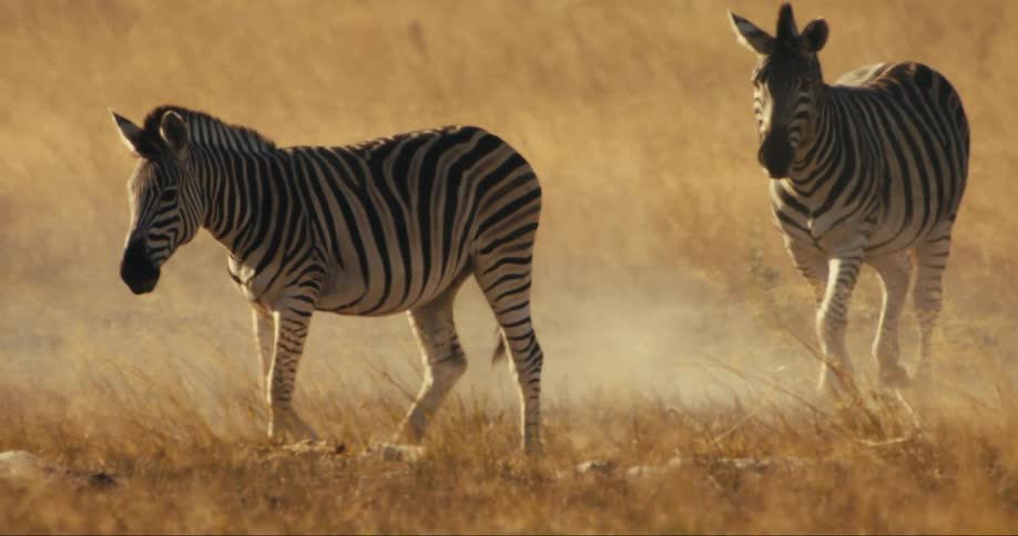 Group of zebras walking together in the jungle