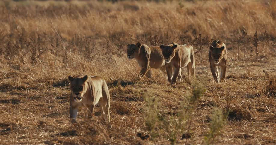 Young lions walking in the jungle in broad daylight