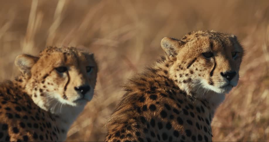 Two cheetahs look to the right