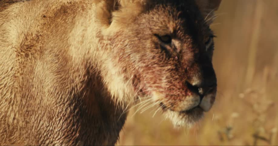 Closeup of a young lion walking through reeds in the jungle
