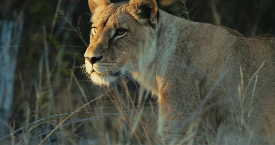 The lion walks past the trees