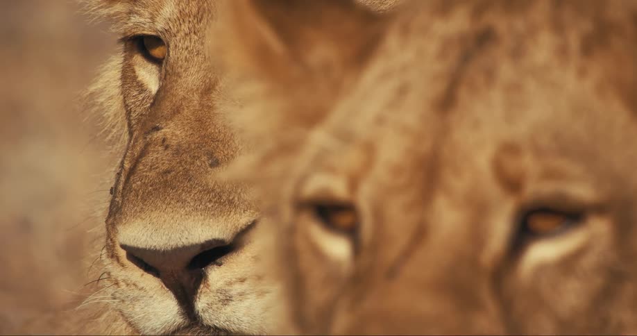 Two lions look around the savanna