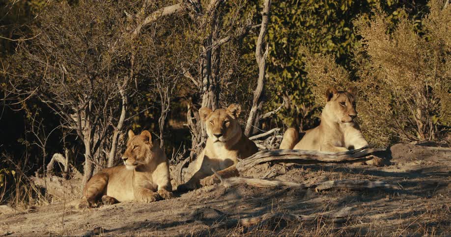 Three lions are laying together outside