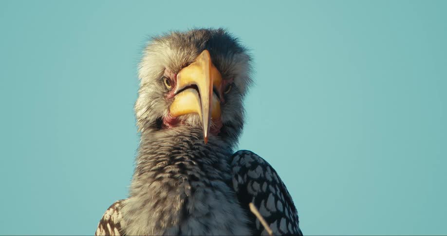 Close up of a Southern Yellow-billed Hornbill bird cleaning its fur