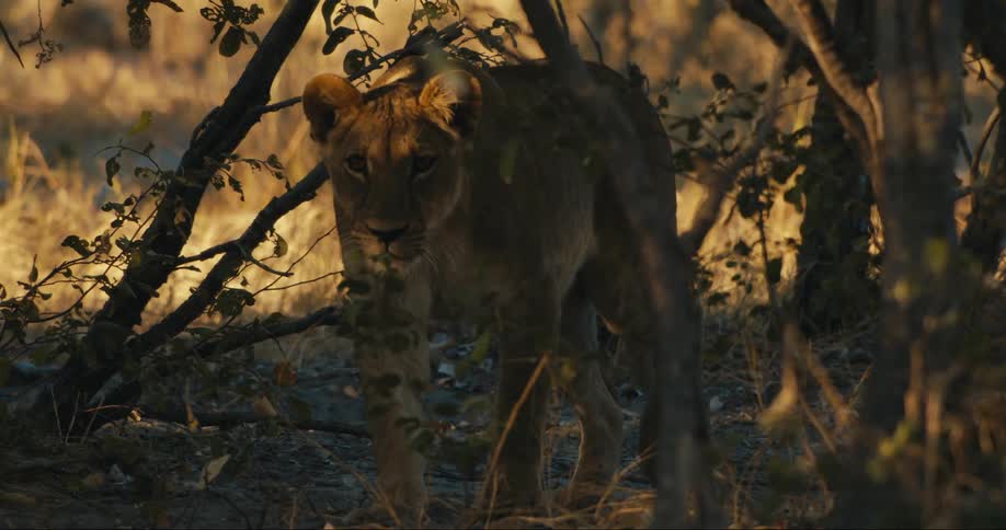 A lion lays down in the brush