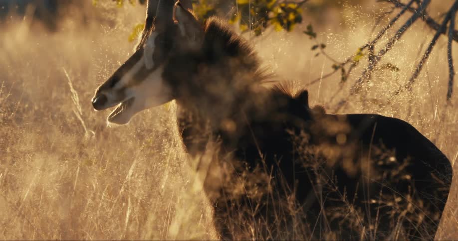 The sable antelope walks through the tall grass