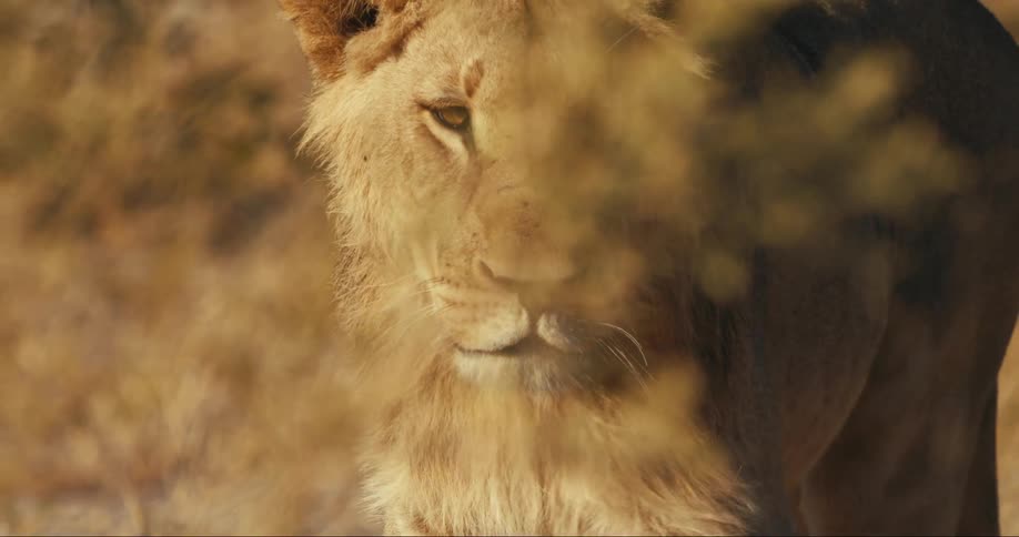 A lion walks through the tall grass