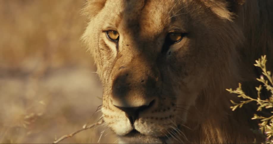 Close up of a lions face walking in the jungle