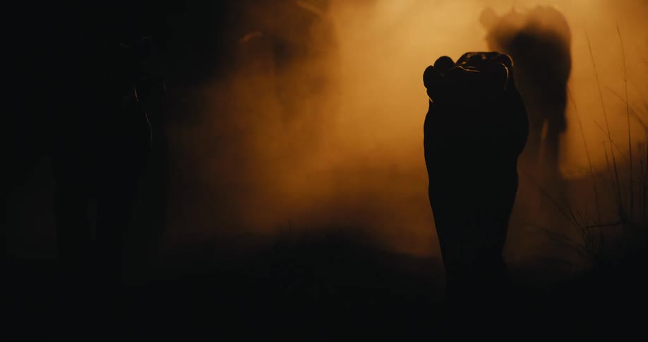 The silhouettes of a small group of lions walks forward in the dark with a foggy light shining on them