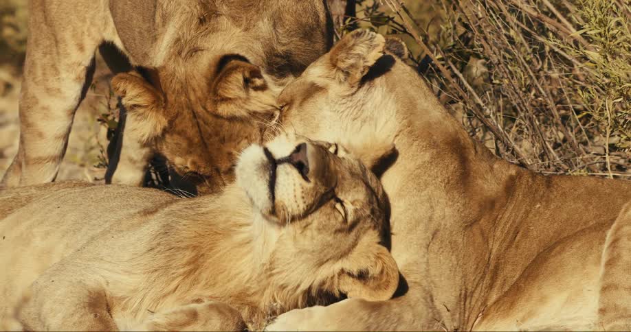 Small lions cuddling each other