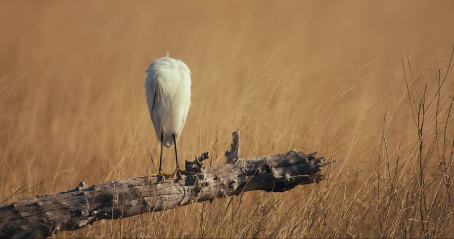 White bird scratching itself while standing on a log in the jungle