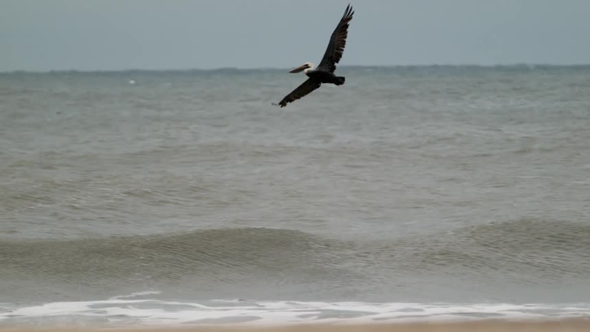 Large bird flying just above the waterline on a beach and then flying higher