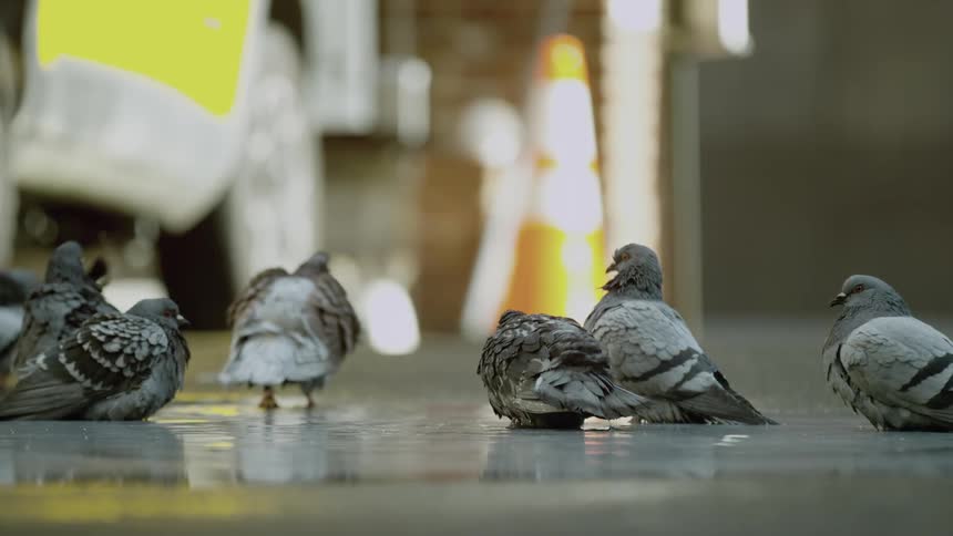 Birds sitting on a wet sidewalk