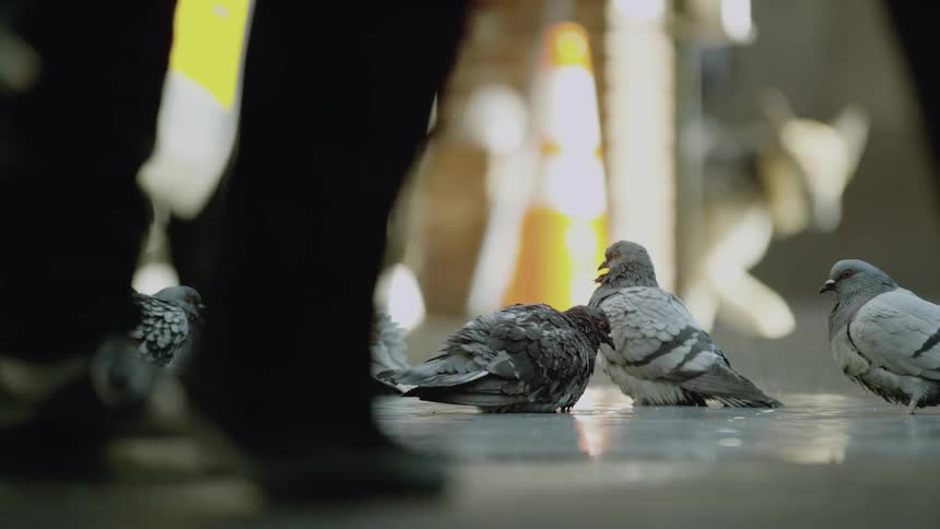 Pigeons sitting on the street as people walk past them