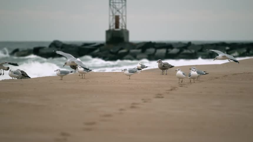 Seagulls gather on a sandy beach