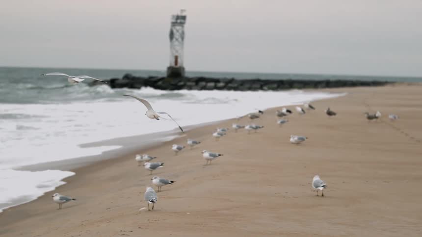 Seagulls on a sandy beach with a lighthouse in the distance