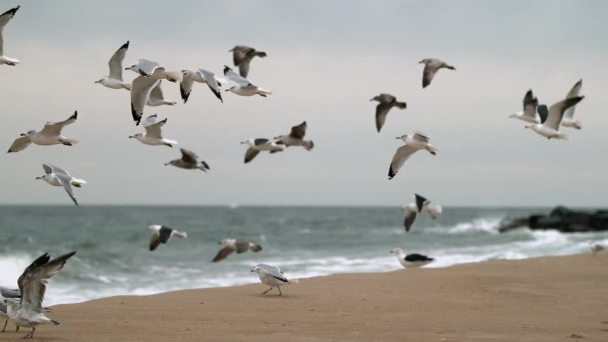 A flock of seagulls flying away from the beach