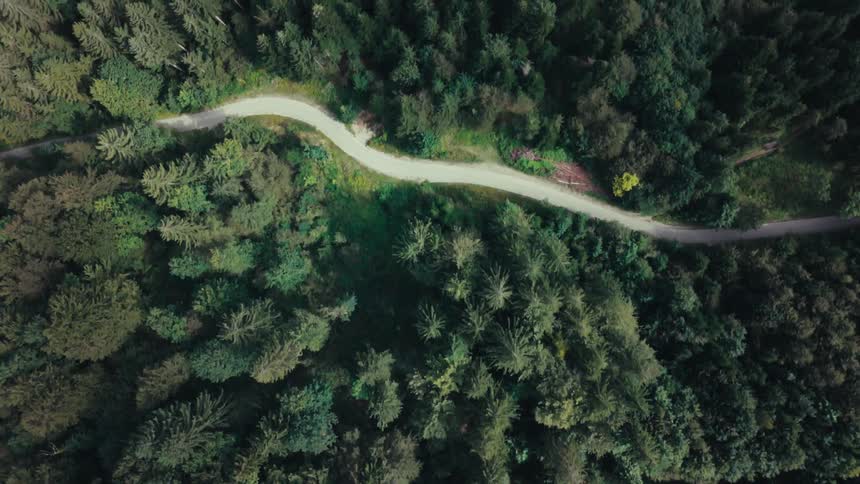 Highway winds through a dense forest during the summer