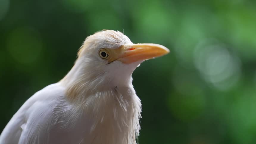 A cattle egret with a soft white plumage and an orange beak perched outside in the rain