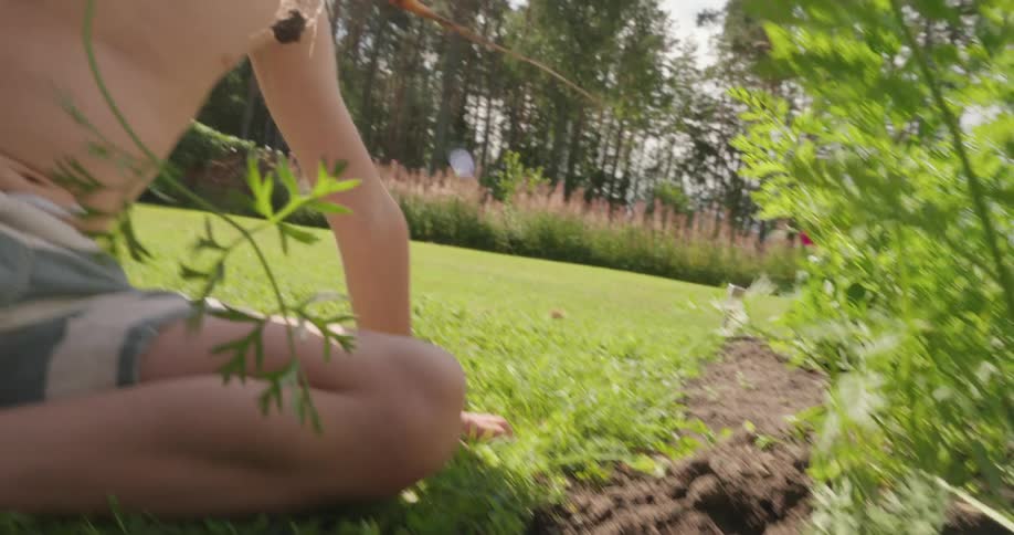 A boy is uprooting carrots from a garden and placing them in a wicker basket