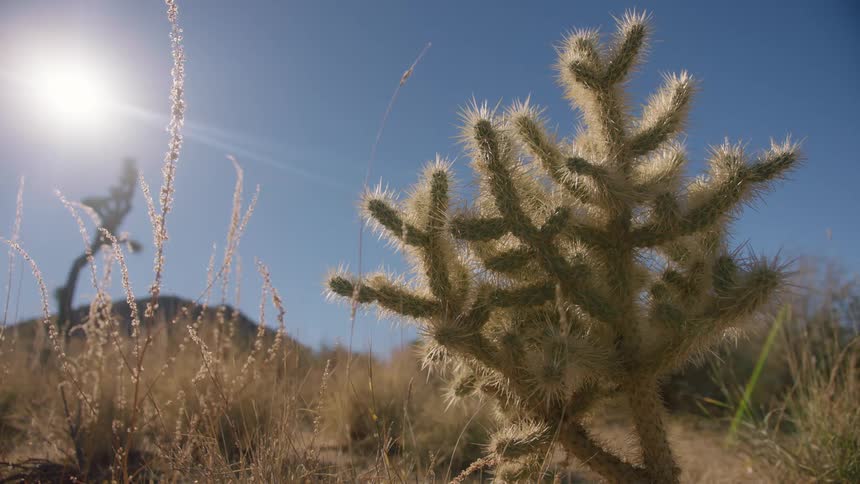 A cactus in the desert with blue sky and strong sunlight