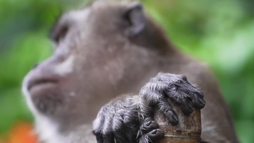 Brown and gray furred monkey clings to a bamboo post outdoors