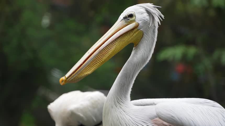 Pelican standing with other birds swallows a fish