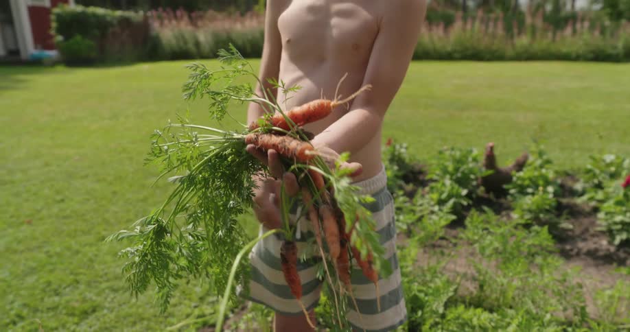 Carrots bundled in a boys hands standing next to a garden