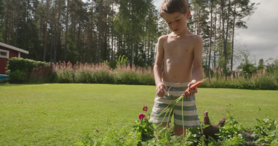 Boy pulling carrot from ground