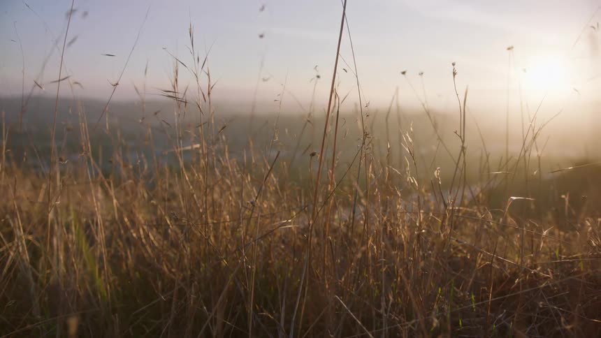 Closeup of tall weeds growing on a hillside at sunset