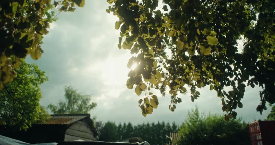 Leaves on a tree swaying in the wind on a bright sunny day near buildings in a rural area