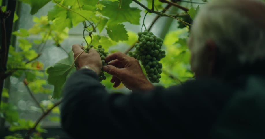 Elderly man inside a greenhouse removing rotten fruit from a bunch of green grapes
