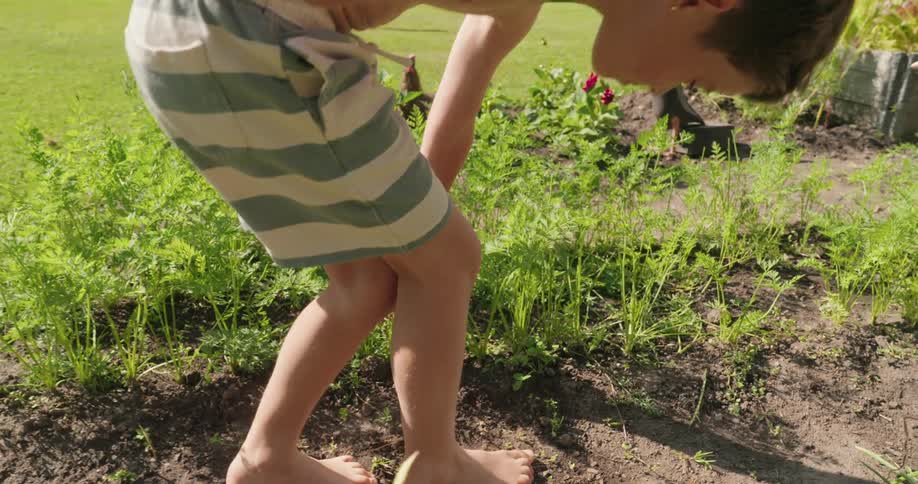 A boy wearing striped shorts is inspecting carrot stalks in a garden outdoors