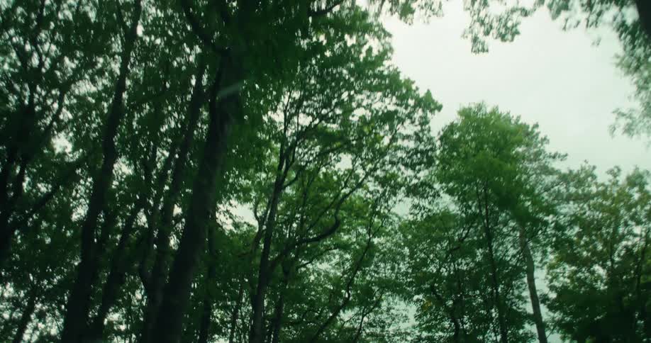 Driving through a forest looking up at the tree tops