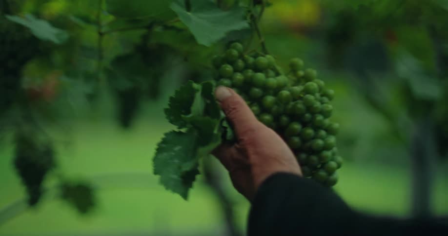 A man takes hold of a cluster of grapes in a vineyard