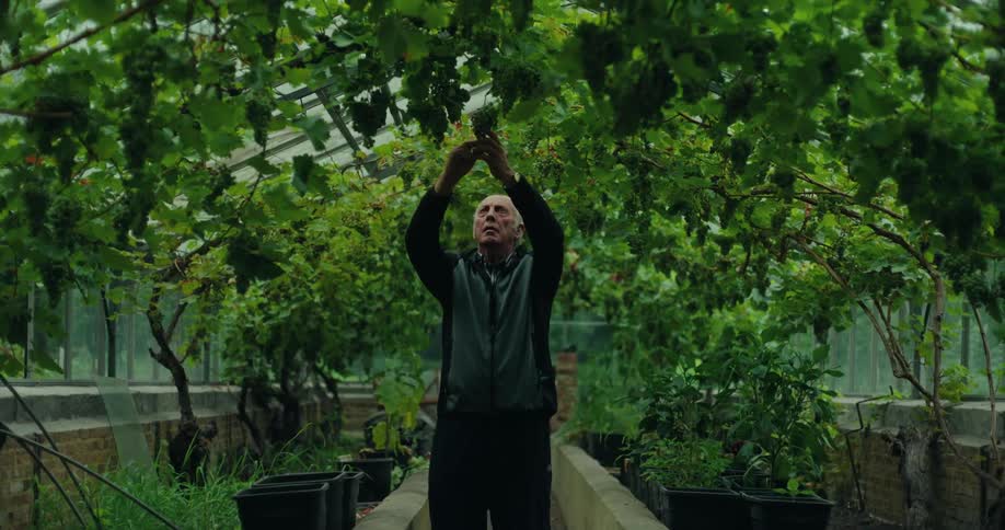 An older man walking through a greenhouse and tending to grape vines