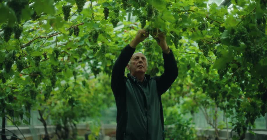 Elderly man checking grapes in a greenhouse