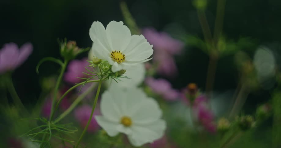 Daisies in bloom waving in the wind