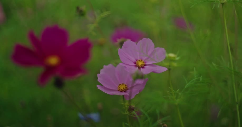 Purple and magenta flowers gently waving in the breeze