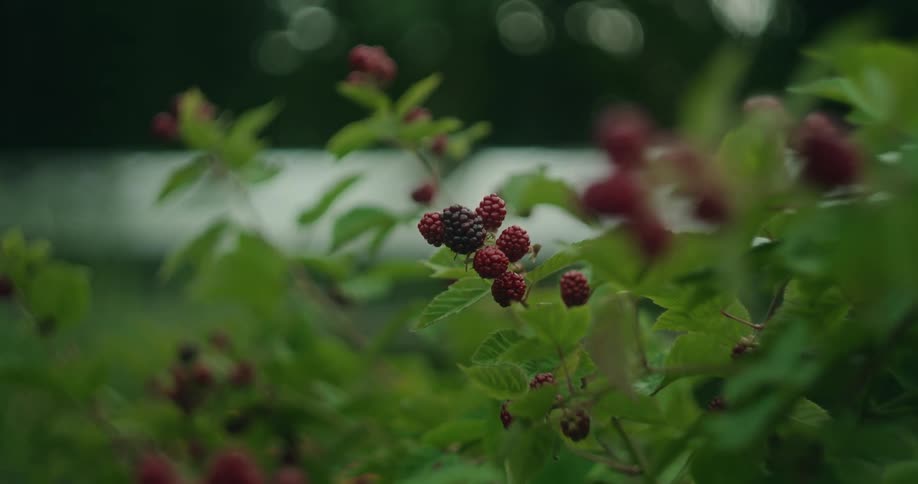 Wild blackberries growing together on a wild bush