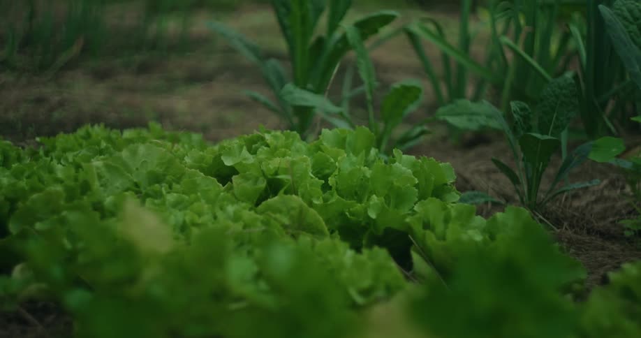 A small vegetable garden with green lettuce planted in the ground
