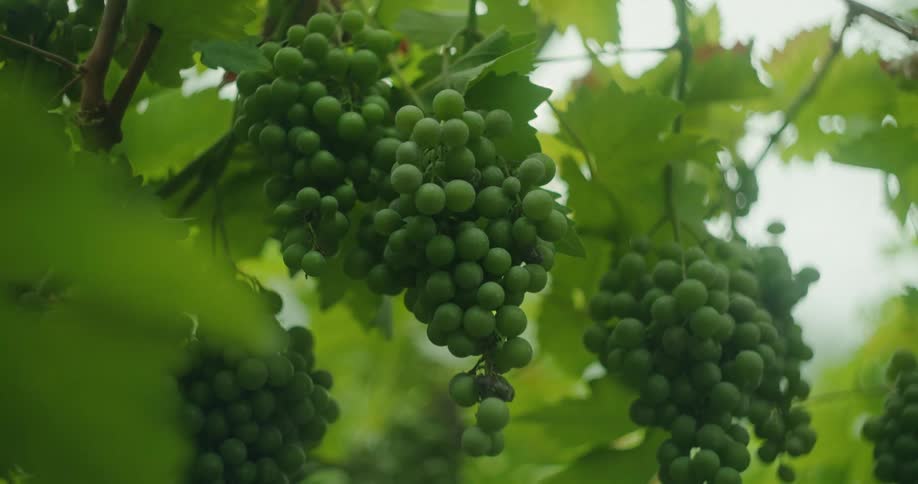Green grapes in bundles on a vine surrounded by other bundles of grapes