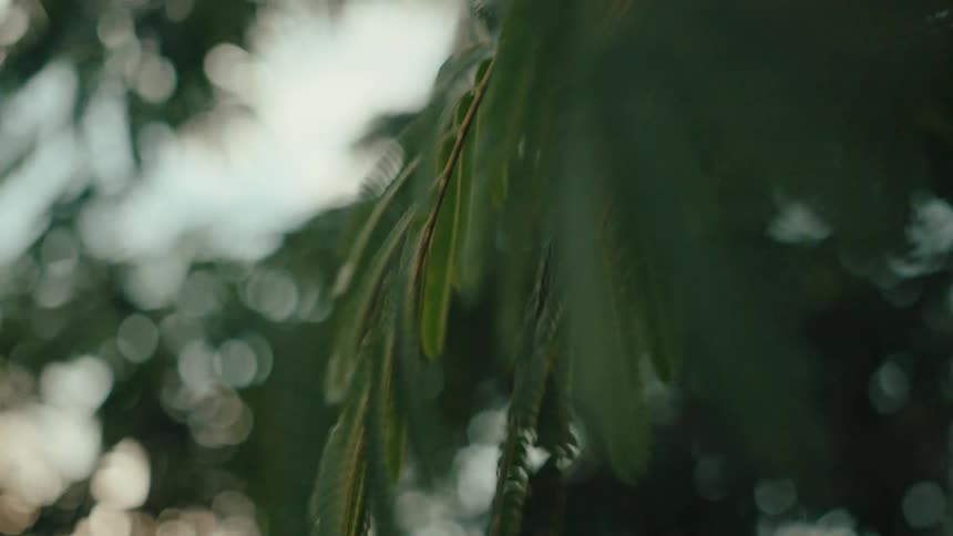 Close up of green leaves of a tree in motion